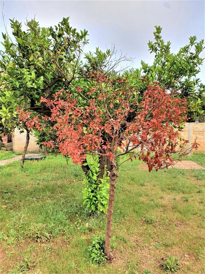Villa Nel Salento - Ampie Camere E Giardino, Fino A 9 Persone Barbarano del Capo Zewnętrze zdjęcie